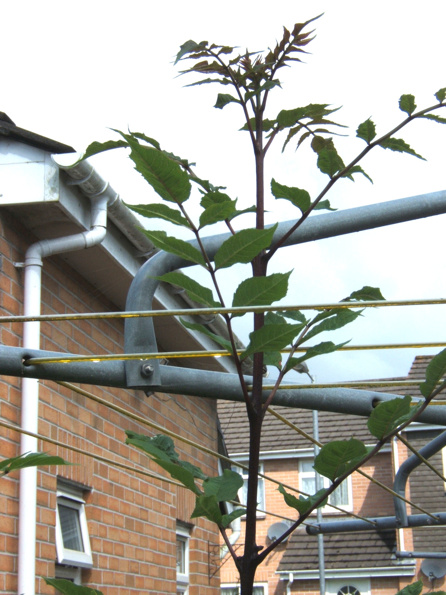 Grounds Maintenance Specification